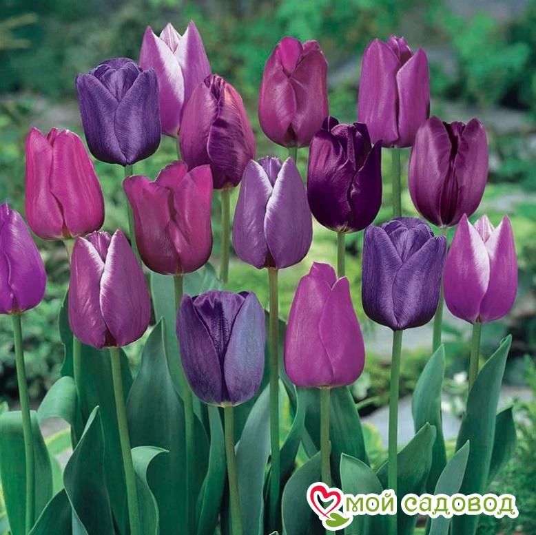 Тюльпан Триумф Бейби Блю