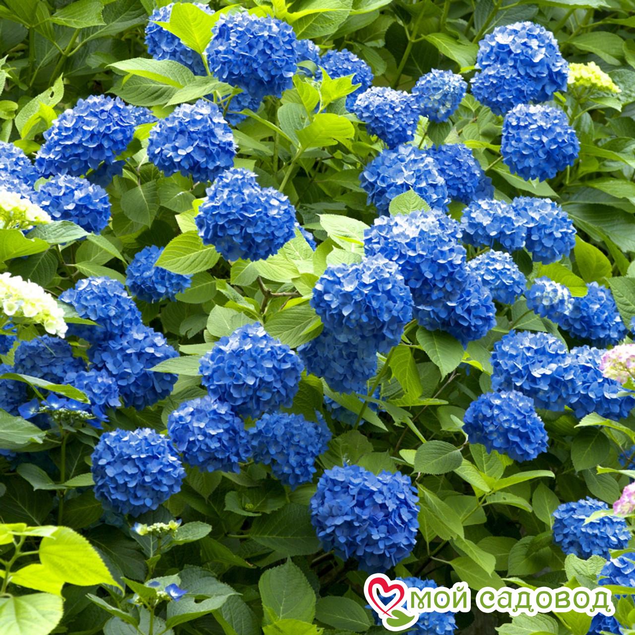 Гортензия крупнолистная Никко блю ЗКС