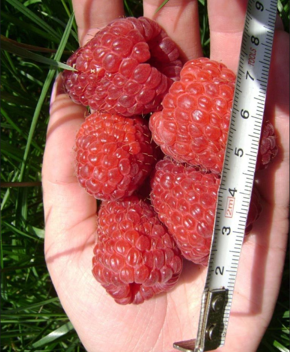 Малиновое дерево Таруса (Штамбовый сорт)