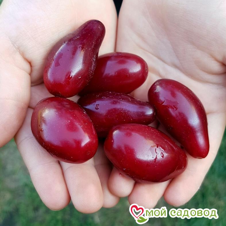 Кизил Владимирский