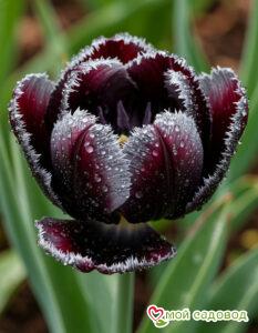 Тюльпан Люмьер